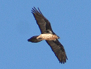 birding in spain birding winter holidays pyrenees lammergeier photo